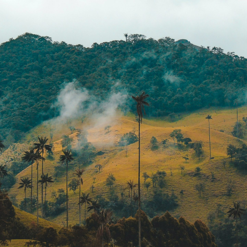 Challenges to investment&nbsp;In Colombia's strategic plan to fulfill its climate commitments under the Paris Agreement, the nation aimed to reduce its greenhouse gas (GHG) emissions by approximately 90% by 2050, relative to the levels recorded in 2015. Additionally, Colombia would also need to offset the remaining 10% through proportional national removals to achieve a net zero balance (reducing GHG emissions by 100%) from 2050 onwards. To achieve its net zero goal, Colombia needed an economic and financial tool incentivizing emission avoidance, potentially through renewable energy (RE) generation.&nbsp;&nbsp;&nbsp;Approach&nbsp;In 2016, Law 1819 established the National Carbon Tax in Colombia as part of a broad tax reform package, with the tax coming into force on1 January 2017. This upstream tax applied to producers of fossil fuels for the domestic market and direct importers of fossil fuels, excluding coal and domestic use of natural gas. Specifically, the tax covered fuels such as gasoline, kerosene, diesel, fuel oil, industrial usage of natural gas for refining hydrocarbons and petrochemicals, and industrial liquefied petroleum gas. Initially, the tax targeted 24% of total GHG emissions (resulting from the covered fuels) at this time and was levied by producers and importers. Under the law's initial plan, revenues from the tax would be channeled to the Sustainable Colombia Fund, which is earmarked for initiatives like combating coastal erosion, preserving water sources, and protecting ecosystems. Moreover, one crucial aspect of the carbon tax was the promotion of RE, especially wind and hydroelectric power as thedeployment of these technologies would lead to reduce carbon dioxide emissions (CO2e).&nbsp;&nbsp;Key Enabling Conditions&nbsp;The introduction and implementation of the carbon tax in Colombia partly contributed to catalyse the country's nomination to the Organisation for Economic Cooperation and Development (OECD) and eligibility for various sustainable financing initiatives. For instance, around 5% of the carbon tax revenues were directed towards programmes such as the Heritage Colombia programme, which aimed to protect and conserve 20 million hectares of Colombia's natural areas. Finally, the United States Agency for International Development (USAID) supported Colombia’s sustainable development and climate priorities through several programs for instance designing RE auctions.&nbsp;Impact / Outcomes&nbsp;The carbon tax rate commenced at USD 5 per ton of CO2e, with an annual increase of 1% plus inflation until reaching USD 10. In 2017, revenues amounted to USD 159 million, followed by USD 98 million in 2018 and USD 95 million until July 2019. Initially, these revenues were directed to the Sustainable Colombia Fund, which was later renamed into the Colombia Peace Fund after the peace agreement in 2016. By 2021, the carbon tax covered 19.4% of total GHG emissions in CO2e caused by targeted fuels. The electricity generation from wind increased substantially from 2017 with 3 GWh to 60 GWh in 2022, while hydroelectricity generation remained on the same level over these years with around 61,000 GWh.&nbsp;Additional SourcesCarbon Trust, Environmental Defense Fund (EDF), and IETA. (2018). Colombia: An Emissions Trading Case Study, https://www.edf.org/sites/default/files/colombia-case-study-2018.pdf Giovanni, E., Khalid, F., Richards, K. (2022). Case Study: Carbon Tax in Colombia, https://gnarlytreesustainability.com/wp-content/uploads/2022/07/Case-5_Colombia.pdf Mogollon, J.(2019). Carbon Tax in Colombia. Presentation for the Ministry of Finance Colombia, https://www.financeministersforclimate.org/sites/cape/files/inline-files/Carbon%20Tax%20in%20Colombia.pdf USAID (2023). Colombia: Climate Change Fact Sheet, https://www.usaid.gov/sites/default/files/2023-03/2022-USAID-Colombia-Climate-Change-Country-Profile.pdf World Bank (2020). Expanding Carbon Pricing in Colombia: Final report for the Partnership for Market Readiness Project, https://documents1.worldbank.org/curated/en/559731608060479169/pdf/Expanding-Carbon-Pricing-in-Colombia-Final-Report-for-the-Partnership-for-Market-Readiness-Project.pdf https://www.conservationfinancenetwork.org/2018/11/27/colombia-puts-tax-on-carbonhttps://www.efdinitiative.org/story/carbon-pricing-policy-tool-sustainable-growth-2019 https://www.giz.de/en/worldwide/59496.html IEA (2023), Energy Statistics Data Browser, IEA, Paris https://www.iea.org/data-and-statistics/data-tools/energy-statistics-data-browser https://www.oecd.org/tax/tax-policy/carbon-pricing-colombia.pdfhttps://www.usaid.gov/energy/auctions/colombia-case-study-irena