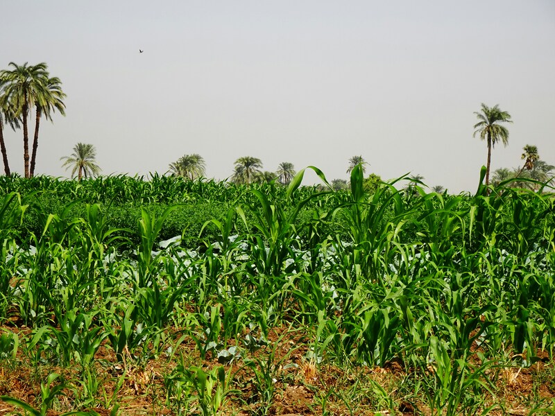 Description financing model: Intermediated Financing FacilityCommercial capital is channeled through a facility that extends loans to farmers. These facilities often pool funding from both commercial and catalytic sources, enabling greater scale while balancing risk and returnApplicability: Well-suited for a range of asset owners (e.g., pension funds, institutional investors) who seek to support farmer financing without direct engagementConsiderations: Success is dependent on effective matching of stakeholders with different risk-return expectationsDescription of de-risking tool(s):Tranching: Investment structure split into tiers with different risk-return profiles, enabling blended capital participation by matching investor risk appetiteGuarantees: Third-party assurances (typically by public or development actors) to cover losses in case of borrower default, reducing perceived investment riskOfftake agreements: Contractual commitments by value chain actors to purchase sustainably produced outputs at pre-agreed terms, providing revenue certainty and improving bankabilityCase study description:Provide&nbsp;credit and capacity building to small agricultural businesses and cooperatives (focusing on resilient farm mgmt., climate-smart business infrastructure, business nurseries for climate-resilient crops &amp; shade trees) who are unable to get funding from commercial capitalRoot Capital provides financial instruments, from seasonal working capital to loans for capital investments at market rates to small &amp; growing agri businesses, de-risked by two mechanismsTriangulated trade structure: off-takers sign offtake agreements; Once they receive the commodities, they pay proceeds to Root Capital; Root Capital passes the net reimbursement to its clientsBlended finance mechanism: senior debt is de-risked by philanthropic capital providing net assets (e.g., grants &amp; revenue earned from lending portfolio), loan loss reserve &amp; restricted loss support (e.g., guarantees); Funding is provided to Root Capital at concessional interest ratesOperating support&nbsp;is provided by philanthropic capital, enabling root Capital to provide capacity building through comprehensive workshops on various topics (e.g., agronomic &amp; climate resilience advisory) and provide one-on-one consulting with experts~$2B cumm. disbursements&nbsp;(since 1999; $67M in 2023); $46 avg. portfolio balance; 843 lending clients reached
