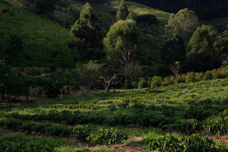 Description financing model: Intermediated Financing FacilityCommercial capital is channeled through a facility that extends loans to farmers. These facilities often pool funding from both commercial and catalytic sources, enabling greater scale while balancing risk and returnApplicability: Well-suited for a range of asset owners (e.g., pension funds, institutional investors) who seek to support farmer financing without direct engagementConsiderations: Success is dependent on effective matching of stakeholders with different risk-return expectationsDescription of de-risking tool(s):Tranching: Investment structure split into tiers with different risk-return profiles, enabling blended capital participation by matching investor risk appetiteEcosystem outcome monetization: Positive environmental outcomes (e.g., carbon sequestration) of farmers are quantified and monetized through ecosystem outcome credits (e.g., carbon credits). This creates an additional revenue stream for projects and links sustainability outcomes directly to financial returnsCase study description:Acorn supports smallholder farmers transition from monoculture to agroforestry and thus enhancing biomass growth(1) Smallholder Agroforestry Finance blends catalytic and commercial capital via tranching (bearing non-performance risk of farmers)(2) This capital pre-finances local partners to cover upfront costs, i.e., seedlings,&nbsp;which are&nbsp;provided to farmers starting agroforestry practices(3) Farmers generate carbon removal units (CRUs) through planting trees, which is monitored,&nbsp;verified &amp; sold by Acorn and independently certified by Plan Vivo(4) Corporate off-takers buy Carbon Removal Units from Acorn5(a) Acorn retains 10% of CRU proceeds and&nbsp;repays loan to SAF’s financiers (based on certain % of CRU proceeds)5(b) 10% of CRU&nbsp;proceeds is transferred to local partner5(c) Farmers receive remainders of 80% after loan deduction, either via local partner or directly via digital payment solution(6) Technical assistance can be provided to farmersOnboarded ~470K farmers; Raised ~€17M&nbsp;soft loans/grants, and ~€100M for SAF