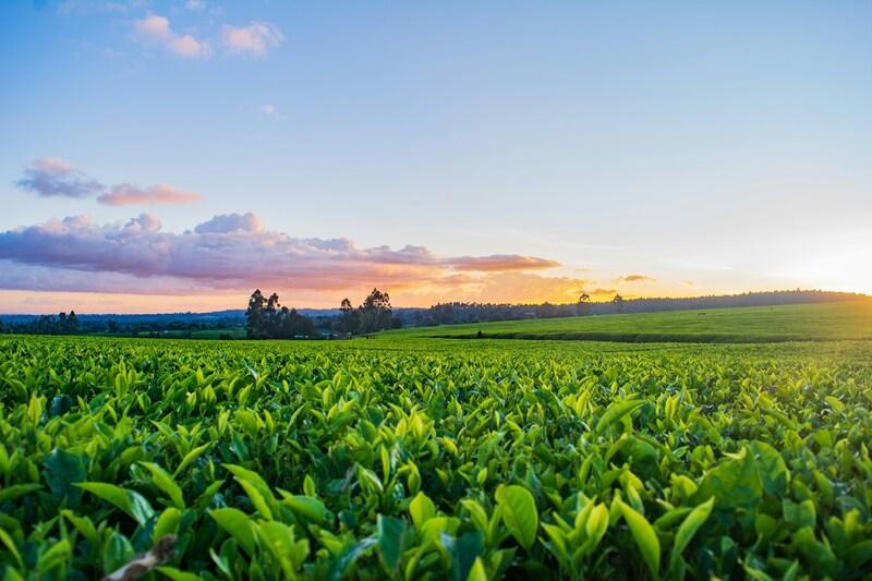 Description financing model: Direct Farmer Financing (Corporate Supply Chain)Direct Farmer Financing (Corporate Supply Chain) is offered to suppliers of food &amp; agri corporates on preferential terms, subsidized by food &amp; agri corporatesApplicability: Best suited to well-structured supply chains with formal offtake agreementsConsiderations: Scalability depends on the willingness of food &amp; agri corporates to absorb part of the costDescription of de-risking tool(s):First Loss Coverage: A form of credit enhancement where a party (often public or philanthropic) agrees to absorb initial losses, protecting other investors (private) and encouraging their participation by limiting risk exposureCase study description:&nbsp;Syngenta, Itaú, and The Nature Conservancy partner together to provide Cerrado soy farmers with long-term loans to restore degraded pastureland for agricultural production, implementing a DCF1 model that can alleviate the pressure of agricultural expansion over native vegetation1.Itaú offers farmers loan tenure of up to 10 years with up to 3-year grace period, at discounted rates2.Syngenta takes on part of lending risk through first-loss coverage3.Syngenta provides inputs, infrastructure &amp; machinery to farmers4.Farmers use loans and Syngenta inputs to implement a DCF model for agricultural practices 5.Syngenta provides continuous technical support to farmers with its Cropwise2 platform, consultants, and a best practices toolkit co-developed with The Nature Conservancy (TNC)6.TNC and Syngenta jointly develop eligibility/ monitoring criteria for the Cerrado region, as well as incentives for conservation (e.g., surplus legal reserve and restoration)7.Syngenta can also provide a market for their products through Syngenta Group's Nutrade trading platformDisbursed $200.9MNote: 1) Deforestation-free and conversion-free; 2) Digital farming platform using satellite imagery, AI, and remote sensing to help farmers monitor fields, predict crop health, and manage resources efficiently | Source: IFACC 2023 Market Report; Lit search&nbsp;