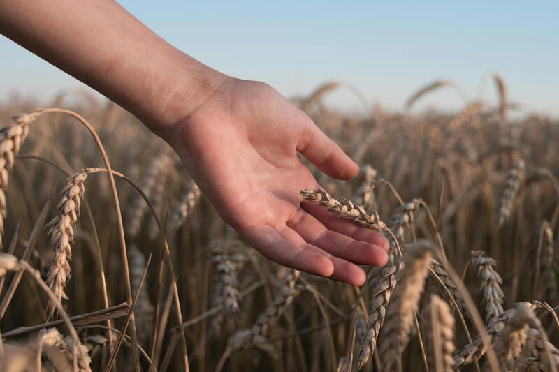 Description financing model: Integrated Supply-Chain (Filière)The Integrated Supply-Chain (Filière) is a financing approach that channels capital across an entire food &amp; agri supply chain, rather than just to one corporate. A food &amp; agri corporate facilitates access to financing for all value chain participants, allowing financiers to scale lending efficiently while gaining greater transparency into underlying risksApplicability: Applicable to fully integrated, well-structured supply chains with formal offtake agreementsConsiderations: This one-to-many approach is enabled by the corporate’s coordination and credit strengthDescription of de-risking tool(s):N/ACase study description:&nbsp;Intesa Sanpaolo fosters collaboration between corporate “champions” and their supply chains, enhancing the competitiveness of Italian industries by improving SMEs’ access to credit and resourcesIntesa Sanpaolo selects prominent Italian corporates as champions, assesses credit rating of their value chain, and establishes a dedicated credit facilityThe bank provides loans at reduced rates to value chain SMEs for sustainability investments (e.g. green energy adoption, waste reduction). Rates are further improved by SMEs leveraging their champion’s credit ratingIntesa Sanpaolo offers value chain players a digital supply chain finance platform -&nbsp;within the ‘Sviluppo Filiere’ program called ‘Confirming‘- to optimize liquidity. It reduces costs related to late payments on both sides, with the bank acting as a guarantorIntesa Sanpaolo offers sustainability trainings to value chain SMEsSupports 172 agri-food supply chains, which have a combined turnover of ~€23B (2024)