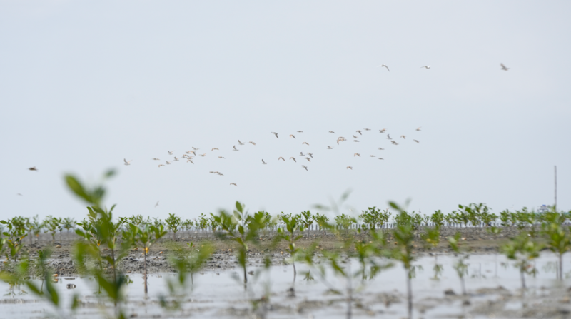 Project overview&nbsp;The AquaForest project, coordinated by Jan De Nul Group, is a pioneering initiative in coastal nature-based solutions and ecological restoration. Running from 2019 to 2025, it rehabilitates 50 hectares of mangrove habitat in the Guayas River Delta near Guayaquil, Ecuador, by repurposing dredged sediments from the nearby access channel to the Port of Guayaquil.[1]&nbsp;The project addresses Ecuador’s alarming mangrove loss – over 50% since 1980 – driven by urbanization, aquaculture and deforestation. In addition to restoring ecosystems, AquaForest strengthens climate resilience by improving flood protection (adaptation) and supporting carbon sequestration (mitigation). The consortium includes local academics (ESPOL), an NGO (Calisur) and private-sector partners, with engagement from the Municipality of Guayaquil, Ecuadorian Navy, Ministry of Environment, crab fishing associations and national NGOs.&nbsp;Approach&nbsp;AquaForest implements a green-grey infrastructure strategy, combining traditional marine engineering with nature-based solutions.[2]&nbsp;Its core components include:&nbsp;Sediment reuse: Transforming dredged material into a regenerative asset by constructing the mangrove-supportive island.&nbsp;Eco-engineering: Designing the island with precise elevation, drainage and hydrodynamic adaptations to mimic natural mangrove conditions.&nbsp;Community engagement: Partnering with local stakeholders – including crab fishers – for the planting of over 12,000 mangrove trees and 21,500 propagules, with a 90% survival rate,[3]&nbsp;building stewardship and local ownership.&nbsp;Research and monitoring: Collaborating with academic and scientific partners to monitor biodiversity, carbon storage and social impact.&nbsp;This co-creation model includes international partners – among them Belgian universities UA and VUB, consultants Mantis, Haedes, and South Pole, Escuela Superior Politecnica del Litora (ESPOL) and Fundación CALISUR – and engages entities such as the Municipality of Guayaquil, Ecuadorian Navy, Ministry of Environment and local fisher associations. Funding comes from the Flanders International Climate Action Programme and the Blue Natural Capital Financing Facility (IUCN).&nbsp;Business and economic value&nbsp;The AquaForest project demonstrates a unique case of coastal nature-based solutions and active ecological restoration that create enduring economic and operational value for infrastructure developers. By reusing dredged sediment, Jan De Nul significantly reduces the costs and environmental impact of dredged material disposal, transforming what would traditionally be a waste product into a regenerative asset. This circular approach has the potential to lower dredging-related expenses but also contribute to the creation of high-value coastal ecosystems and coastal protection.[4]The restored mangroves enhance biodiversity, protect local shorelines from erosion and flooding, and provide critical breeding grounds for crab, fish and other marine life – supporting climate and economic resilience of the nearby communities. Over time, these ecological benefits also translate into economic benefits through boosted fisheries, eco-tourism and natural disaster risk reduction. In areas vulnerable to sea-level rise and extreme weather events, mangroves act as natural buffers, potentially saving millions in future climate adaptation costs.&nbsp;&nbsp;Therefore, there is a significant potential for replication of the AquaForest approaches in the field of conventional dredging and coastal infrastructure, by addressing the needs of port authorities, coastal management agencies and coastal infrastructure developers, who are already involved in sediment management and actively seeking sustainable, circular alternatives aligned with climate resilience and biodiversity restoration goals.&nbsp;From a climate finance perspective, the project’s focus on mangrove restoration positions it to benefit from emerging blue carbon markets. Given that mangroves can sequester up to four times more carbon per hectare than terrestrial forests, the site could generate tradable carbon credits and access nature-based financing mechanisms. This makes AquaForest not just an environmental restoration effort, but a financially strategic one – blending nature-based solutions with long-term investment planning.&nbsp;While the AquaForest approaches have been demonstrated in Ecuador, Jan De Nul has identified new prospects in tropical and subtropical regions, particularly in Southeast Asia, West Africa and Latin America, where coastal zones, deltas and degraded mangrove areas overlap. These regions hold strong potential for replication, as governments increasingly prioritize nature-based coastal protection and climate-adaptive infrastructure development.&nbsp;By aligning ecological performance with socio-economic development and financial innovation, AquaForest demonstrates that nature-positive infrastructure is not only feasible, but a smart and scalable strategy for developers operating in sensitive coastal regions.&nbsp;References:Aquaforest, from dredged sediments to mangrove forests - Jan de NulAquaForest: A nature-based solution for dredged sediments - International Association of Dredging Companies (IADC)Mangrove grows spectacularly fast on island built from scratch - Jan de NulNature-based Solutions for restoring and developing new mangrove habitats through eco-engineering - EGU General Assembly