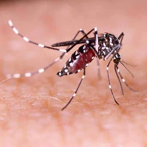 As dengue escalates due to climate change, Takeda’s vaccine offers a critical preventive tool. Now, through active participation in the Collective Action on Dengue (CAD) initiative, Takeda is helping scale climate-resilient healthcare by aligning innovation with cross-sector coordination.The CAD initiative launched at the 2023 United Nations Climate Change Conference (COP28) and supported by over 30 stakeholders, cultivates collaboration across urban health, innovation and financing. Takeda contributes technical and strategic expertise, accelerating access to vaccines and strengthening health systems in climate-vulnerable regions.