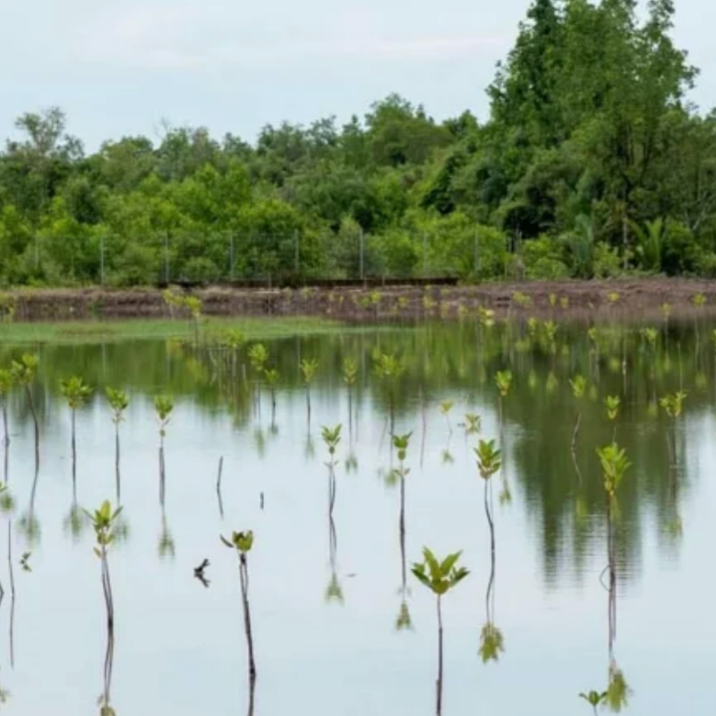 Project overviewBlueyou is integrating mangrove restoration directly into seafood supply chains across South-East Asia, showing how sustainable aquaculture can improve environmental outcomes while strengthening business performance. Its Selva Shrimp programme in Eastern Kalimantan, Indonesia, focuses on restoring mangroves within aquaculture landscapes where large areas had previously been deforested for shrimp farming and where many ponds are now degraded or abandoned. The programme aims to create economic incentives for farmers to conserve mangroves as the natural basis for growing seafood, supporting biodiversity, carbon capture and more resilient coastal communities.The Selva Shrimp programme was initiated in 2018. According to Blueyou, the pilot currently involves 30 farmers across a 400-hectare project area, with a stated future scale of 50,000 hectares. Impact to date includes 280 hectares of restored mangroves. The case is relevant for ACT Ocean because it links regenerative production, blue carbon, smallholder livelihoods and seafood market access into a model that can be understood by financiers, buyers and coastal development actors.ApproachThe model is built around the idea that mangrove restoration and aquaculture productivity can be mutually reinforcing rather than competing objectives. In degraded or abandoned intertidal ponds, mangroves are replanted within the pond system. Once restored, they provide structure and shelter for shrimp, crab and other aquatic species, supporting functional food webs and helping raise productivity. Blueyou reports that its Selva Shrimp programme has increased shrimp productivity by 70-100% without additional inputs or costs.The approach combines ecological restoration with supply chain design. Blueyou provides technical assistance to help farmers improve production practices and certification support to prepare seafood products for market access. It also uses long-term sourcing agreements to connect regenerative production systems with seafood buyers. This matters because many restoration models remain dependent on grants or isolated project finance. In contrast, this model seeks to embed restoration in a commercial supply chain so that farmers, buyers and financiers can all see a pathway to durable value creation.The programme also emphasizes natural production conditions. The restoration of mangroves contributes to blue carbon and biodiversity benefits, while the aquaculture system is presented as relying on natural food webs rather than additional inputs. In this way, the case shows how a seafood supply chain can be structured around improved ecosystem function, rather than only around yield expansion.For financiers, the approach is relevant because it translates restoration into a more investable model: technical assistance reduces implementation risk, certification can support access to higher-value markets, and long-term sourcing agreements can improve the credibility of future revenue streams. The provided sources do not specify the detailed financing structure behind the programme, but they show how the model is designed to make regenerative aquaculture more bankable.Business and economic valueThe business value of the Blueyou model lies in demonstrating that sustainable production practices can support both ecological restoration and commercial performance. A 70-100% increase in shrimp productivity without additional inputs or costs can improve farmer economics while reducing pressure to clear additional mangrove areas. By restoring mangroves in production landscapes, the model also supports natural capital outcomes, including biodiversity, carbon sequestration and coastal resilience.The model creates value for several actors. Farmers can benefit from improved productivity, technical support and potential market access. Seafood buyers can source products linked to restoration and more sustainable production practices. Financiers can assess a model that connects ecosystem restoration to revenue-generating supply chains, rather than treating conservation as a separate cost. Coastal communities can benefit from more resilient ecosystems and diversified seafood production systems.For ACT Ocean, Blueyou offers a practical case of how corporate and supply chain models can help channel finance toward regenerative coastal systems. It is particularly relevant for blue finance, fisheries and aquaculture because it shows how investable opportunities can be built around smallholder production, restoration, certification and buyer demand. The case also illustrates a broader lesson: blue carbon and biodiversity outcomes may be more scalable when they are integrated into real economy supply chains that reward stewardship over degradation.References1. Blueprint for restorative mangrove aquaculture at scale - Blueyou Selva Shrimp Kalimantan2. Turning the Tide: A Financier's Guide to Investing in Blue Carbon Ecosystems - World Economic Forum
