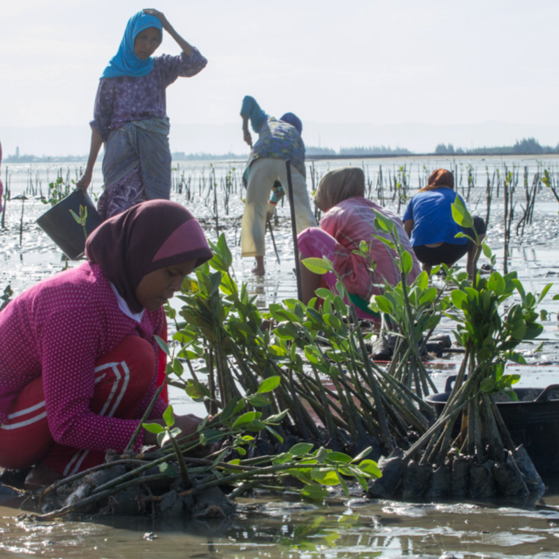 Project overviewYayasan Gajah Sumatra (Yagasu), an Indonesian NGO, has led community-based initiatives advancing biodiversity conservation, climate resilience and sustainable livelihoods across coastal Sumatra, Java and Sulawesi. The source materials frame the case against a wider blue finance gap: blue carbon ecosystems can store up to five times more carbon per acre than tropical rainforests, yet receive less than 1% of international climate finance. Yagasu's work shows how mangrove restoration can be structured as a durable investment model by combining carbon finance, philanthropic funding, technical assistance and community enterprise development.Yagasu reports that it has conducted mangrove restoration since 2005, following the Aceh tsunami response, and has restored 16,400 hectares of degraded mangroves through grant mechanisms and carbon investment. Its ongoing blue carbon work includes 8,000 hectares of mangrove restoration in Sumatra, 5,300 hectares of mangrove restoration in Java, and 25,000 hectares of mangrove carbon conservation in North Sumatra and Aceh. The projects aim to form a Coastal Carbon Corridor connecting mangroves, associated mangroves, seagrass and coral reef ecosystems.ApproachYagasu's model is built on layered finance and community-based implementation. Rather than relying on one funding stream, it combines carbon investment, philanthropic grants, technical assistance and income from sustainable coastal enterprises. The approach starts with land and social assessment, public engagement, education and awareness, community capacity building, nursery work, tree planting, ecosystem conservation, monitoring, research and development, socio-economic support, and project management.A key feature is the use of carbon standards and long-term carbon revenue. Yagasu combines carbon credit certification with Climate, Community and Biodiversity, SDG and biodiversity-related impact measurement. Its first carbon certification was the Yagasu-Livelihoods Mangrove Project in Sumatra, an 8,750-hectare project certified by Verra in 2015. The Yagasu-VNV mangrove carbon project, covering 8,000 hectares, was validated by Gold Standard in 2025, while the Yagasu-Apolownia mangrove carbon project of 3,300 hectares is expected by Yagasu to be listed with Verra in 2025.The investment model described in the source materials combines pre-financing and carbon credit offtake agreements over a 30-year crediting period. Technical assistance grants support adaptation work, women's empowerment programmes, consultants and training for local villagers in mangrove tree planting and sustainable farming systems. Yagasu also works with universities and research institutes on project design, financial modelling, carbon accounting and marketing of green products. Village governments and landowners are engaged through agreements to support long-term carbon and biodiversity conservation.Business and economic valueThe business value of the Yagasu model lies in making blue carbon restoration more investable without separating climate outcomes from local livelihoods. Carbon credit revenues can create a long-term revenue base linked to verified climate outcomes, while grants and technical assistance help cover early-stage adaptation, capacity building and social inclusion costs. This can reduce implementation risk and create cash flows that are more aligned with the expectations of private capital providers.Yagasu also strengthens project economics by developing complementary income streams from mangrove and coastal by-products. These include seafood production such as fish, crab, shrimp and oysters, as well as mangrove foods and beverages, honey, organic batik, household enterprises led by women, and mangrove ecotourism. The source materials report that sales from mangrove by-products increased family revenues by 49% over four years and that the overall male/female ratio of beneficiaries is 40/60.The model also generates resilience and ecosystem value. It is designed to support greenhouse gas emission reductions, improve community resilience to climate impacts, prevent natural disasters, conserve biodiversity and develop green livelihoods. Reported targeted impacts include 3-4 million tonnes of CO2e over 30 years from 3,200 hectares of mangrove restoration, reduced flood and coastal erosion risks, and protection of species including invertebrates, birds and fish. For ACT Ocean, Yagasu offers a practical example of how carbon finance can be layered with community enterprise development to scale blue carbon restoration while creating tangible local benefits.References1. GHG Emission Reductions - Yagasu2. Turning the Tide: A Financier's Guide to Investing in Blue Carbon Ecosystems - World Economic Forum