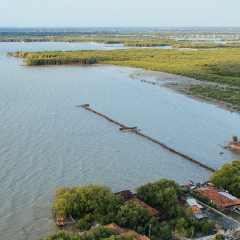 Project overviewEcoShape and Wetlands International's Building with Nature Indonesia initiative shows how nature-based coastal infrastructure can protect communities while restoring ecosystems and supporting local livelihoods. The initiative focuses on Demak, Central Java, where coastal erosion, mangrove loss, unsustainable infrastructure and groundwater extraction have contributed to land loss, flooding and declining incomes. Wetlands International reports that 30 million people are exposed to coastal flooding and erosion hazards in Northern Java, affecting 3,000 villages, and that the five-year programme from 2015 to 2020 sought to enhance coastal security for 70,000 vulnerable people in Demak.The approach combines mangrove restoration, small-scale hard engineering and sustainable land use. Rather than relying only on conventional sea walls, the project uses natural ecological processes to rebuild stable coastlines. It aims to reduce erosion risk, support mangrove regeneration and give coastal communities a long-term perspective for sustainable economic development. The case is relevant for ACT Ocean because it demonstrates how infrastructure, finance, ecosystem restoration and community incentives can be integrated into one coastal resilience model.ApproachBuilding with Nature is a comprehensive engineering approach that uses interactions and materials present in nature to deliver more flexible and sustainable hydraulic infrastructure. In Demak, the technical measures include permeable dams made from brushwood that slow waves, capture sediment and help restore a healthy sediment balance. Once nearshore bed levels rise sufficiently, mangroves can regenerate naturally, creating a living coastal defence that protects the hinterland against flooding and further erosion.The model also addresses the socio-economic drivers of coastal degradation. The project introduced sustainable aquaculture practices that create space for mangrove restoration, including by giving up unproductive coastal ponds or parts of riverine ponds to mangroves. In return, shrimp farmers receive training in sustainable techniques designed to improve production and resilience. These measures are supported through community bylaws, community development plans and government master planning.A distinctive feature is the use of a bio-rights financing mechanism linking community finance to conservation outcomes. Local households can receive small loans to develop sustainable aquaculture and other income-generating activities; once restoration targets are achieved, the loans convert into grants. This creates performance-based incentives for community participation while linking ecological recovery with livelihood security. The model has also been embedded in the work plan of the Indonesian Ministry of Marine Affairs and Fisheries and, according to the case materials, has been replicated in the Philippines, Viet Nam and Sri Lanka. Through pilots, capacity building, knowledge exchange and policy integration, EcoShape and Wetlands International have used the Demak experience to support broader uptake of blue nature-based infrastructure across Asia.Business and economic valueThe business and economic value of the model lies in reframing coastal protection as an investable, multi-benefit infrastructure solution. The source materials state that Building with Nature can deliver long-term coastal protection at lower cost than conventional sea walls, while also supporting mangrove regeneration, fisheries productivity, carbon storage, biodiversity and local economic development. For communities facing income losses linked to erosion and aquaculture degradation, the combination of restoration and sustainable aquaculture provides a route to greater self-reliance and hazard resilience.The case also illustrates the enabling finance needed to mainstream blue nature-based infrastructure. Development and philanthropic capital helped de-risk early community engagement and pilot hybrid structures. Structured finance can support long-term maintenance and monitoring funds, which are often absent from public budgets but are essential for project durability. At the direct finance level, the case materials point to opportunities to integrate hybrid coastal protection into procurement pipelines and public-private partnerships, helping mobilize capital for resilience-linked outcomes.For ACT Ocean, EcoShape and Wetlands International's work offers a practical example of how infrastructure investment can strengthen both ecosystems and local economies. It shows that combining engineered structures, natural regeneration, community finance and policy integration can create coastal resilience benefits that are ecological, social and economic. It also highlights that, despite the promise of nature-based infrastructure, barriers remain in turning these models into scalable investment opportunities capable of attracting larger private finance flows.References1. Building with Nature Indonesia - Wetlands International2. Turning the Tide: A Financier's Guide to Investing in Blue Carbon Ecosystems - World Economic Forum&nbsp;
