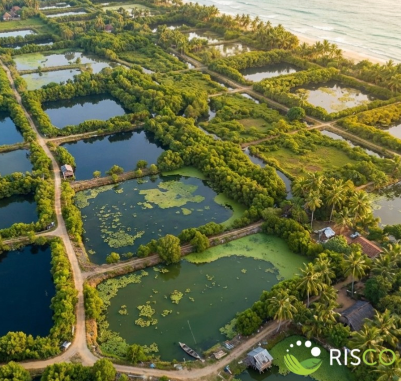 Project overviewThe Restoration Insurance and Financial Service Company (RISCO) is developing an integrated model that links insurance, lending and blue carbon restoration to strengthen the resilience of coastal communities in the Philippines. The model is designed around a simple but important proposition: insurance can do more than transfer risk after a disaster; it can also help create the financial conditions for ecosystem restoration and climate-resilient livelihoods before risks materialize.RISCO operates as a commercially structured institution focused on nature-based solutions, restoring mangroves, rebuilding livelihoods and creating resilient coastal communities. The case materials describe RISCO as a quasi micro-finance provider that pairs parametric insurance with low-interest loans, with repayment linked to revenue generation rather than fixed repayment schedules. Its lending activities target small coastal businesses and aquaculture operators, with finance typically offered in the order of approximately USD 25,000-50,000. For ACT Ocean, the case is relevant because it illustrates how insurance-linked finance can be connected to blue carbon restoration, community enterprise development and private capital mobilization.ApproachRISCO's model is centred on community-level interventions. It combines financial products with the practical support needed for borrowers to make restoration-linked businesses viable. According to the case materials, RISCO partners with universities, including Western Philippines University, to provide technical support to borrowers. It also offers legal support and works with governments to help borrowers navigate permitting and formalization processes. In parallel, the model seeks to connect borrowers with supply chain actors so that restored or more sustainable production systems can access markets.The financial structure uses philanthropic and internal capital as a first-loss tranche, seeking to attract impact investors looking for fixed, risk-adjusted returns. This approach is intended to reduce the perceived risk of lending to small coastal businesses and aquaculture operators, while creating a pathway for private finance to support blue carbon restoration and climate resilience. Premium revenues received by RISCO's insurance arm feed into its lending activities, creating a link between insurance operations and restoration finance.A distinctive feature of the model is its connection to local public finance. RISCO is working with municipalities in Puerto Princesa to earmark a portion of their mandated disaster-risk budgets for parametric insurance premiums. This creates the basis for a repeatable public-private funding loop for resilience: public disaster-risk resources can support insurance uptake, insurance premium revenues can support lending, and lending can help communities and coastal enterprises invest in restoration-linked activities. The model therefore combines risk transfer, concessional or patient capital, community lending, technical assistance and ecosystem restoration within one financing architecture.Business and economic valueRISCO's business and economic value lies in reframing insurance as a driver of investment into coastal resilience, rather than only a protective product. The restoration.finance materials highlight the scale of the opportunity and need: more than 250,000 hectares of abandoned fishponds in South-East Asia are awaiting restoration; more than 300 million people globally depend on mangrove coastal ecosystems; mangrove loss is associated with USD 42 billion in annual economic damage globally, citing UNEP; and mangroves store around four times more carbon per hectare than tropical forests. Within this context, RISCO's model seeks to turn the protective value of mangroves into a financeable proposition for communities, municipalities and investors.For coastal businesses and aquaculture operators, bundled finance can help overcome affordability barriers by combining loans, insurance, technical assistance and market access support. For municipalities, allocating part of disaster-risk budgets to parametric insurance premiums may help shift spending towards prevention and resilience. For investors, first-loss capital and insurance-linked revenue streams can help create a clearer pathway to risk-adjusted returns while supporting ecosystem restoration.The case also highlights that insurance-linked finance for blue ecosystems remains at an early stage. The case materials note that direct insurer funding for restoration remains elusive, and that technical, regulatory and market barriers continue to limit the scale-up of ecosystem-linked insurance products. Even so, RISCO demonstrates how bundled, community-oriented financial products can create investable pathways for resilience, local economic development and blue carbon restoration.References1. Restoration Insurance and Financial Service Company (RISCO) - restoration.finance2. Turning the Tide: A Financier's Guide to Investing in Blue Carbon Ecosystems - World Economic Forum