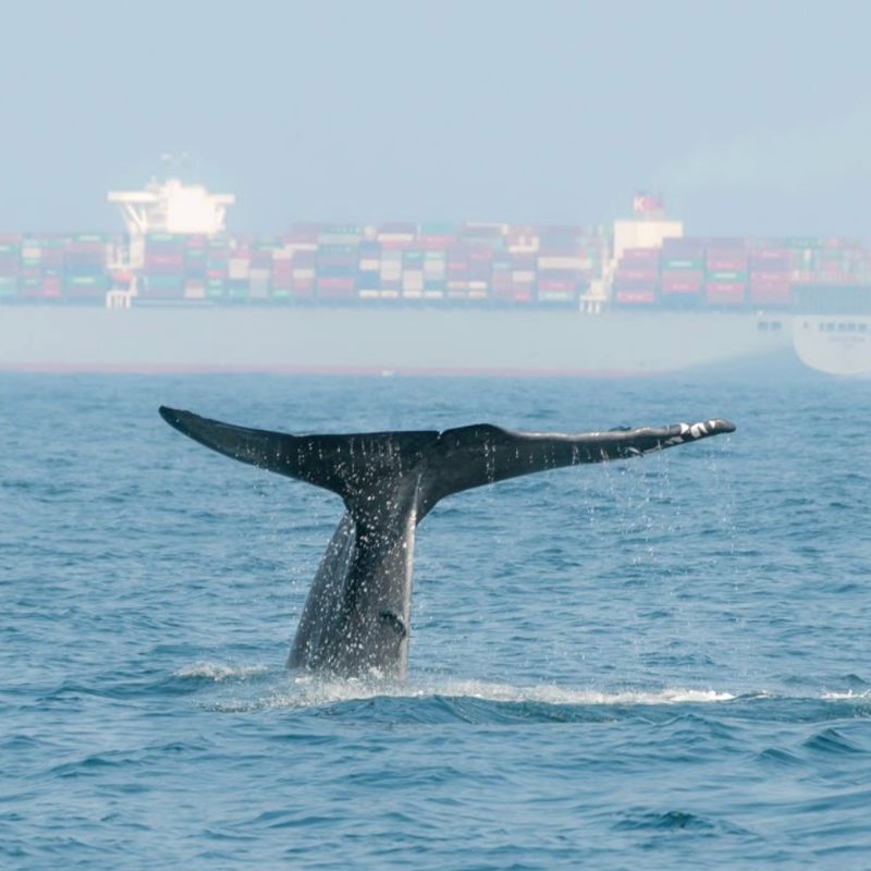 Project overviewMarine insurance plays a foundational role in the ocean economy because it enables shipowners to manage risk, invest, operate and recover from losses. Traditional hull and machinery insurance generally restores damaged vessels or equipment to their original condition. In a context of accelerating climate risks, tightening environmental regulation and an ageing fleet, that like-for-like model can perpetuate inefficiencies and delay the uptake of lower-emissions technology. Allianz Commercial's Marine Build Back Better Endorsement, released in May 2025 and expanded in April 2026, addresses this transition gap. The product provides additional financial support to hull and machinery clients who repair or replace damaged assets with more energy-efficient or lower-emissions alternatives after a loss event. The case is relevant to the regenerative blue economy because it shows how a mainstream financial product can shift from passive risk transfer towards proactive transition finance, using moments of asset repair and replacement to accelerate decarbonization across the maritime sector.ApproachThe endorsement changes the financial signal attached to post-loss repair decisions. To qualify, the insured must demonstrate that the repair or replacement improves vessel efficiency or reduces emissions by at least 5%. This can be achieved through increased energy efficiency, reduced carbon dioxide-equivalent emissions per unit of energy or an overall reduction in carbon emissions. The endorsement covers up to the lesser of 50% of the original loss value or 50% of the incremental costs associated with decarbonization measures, capped at $3 million based on fleet size. This means that an insured event, which would traditionally trigger restoration to pre-loss condition, can instead become a structured opportunity to upgrade assets. A range of existing technologies can support compliance with the criteria, including more efficient propulsion systems, advanced hull coatings that reduce drag, hybrid or alternative fuel systems and digital optimization tools. Many of these solutions are already technically viable but face adoption barriers linked to upfront cost and fragmented incentives. By embedding them into insurance coverage, Allianz helps bring decarbonization measures into routine operational and capital expenditure decisions. The mechanism does not require shipowners to wait for a new policy mandate or separate transition financing facility; it uses a recurring point of investment within the existing insurance relationship to encourage better environmental performance.Business and economic valueThe wider significance of the endorsement is that insurance becomes a proactive lever for sector transition, not only a tool for loss recovery. Post-loss reconstruction is a repeated investment moment across the global fleet. Redirecting even a portion of these repairs towards better efficiency, lower emissions and state-of-the-art technology can create steady, compounding gains over time. For shipowners, the product can reduce the additional cost of choosing a cleaner or more efficient option at the moment when assets already need repair or replacement. For insurers, it creates a pathway to align risk management with future resilience by reducing exposure to outdated, inefficient or higher-emitting assets. For ACT Ocean, the case illustrates an important lesson: insured events and asset renewal moments are underused financial levers. Embedding efficiency, emissions or nature criteria into standard coverage can convert routine replacement into transition finance for blue and green technology at scale, without relying solely on new capital or regulation. The model is especially relevant for a regenerative ocean economy because it shows how existing financial architecture can be redesigned to reward better future performance, rather than simply restoring the past.References1. The Regenerative Blue Economy: Pathways to Prosperity - World Economic Forum