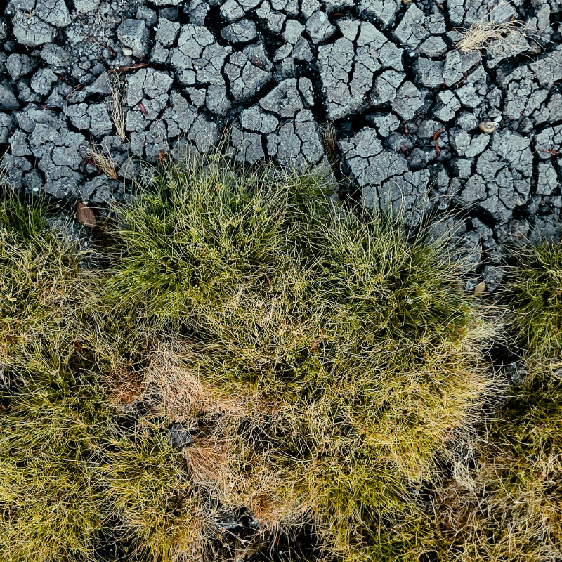 This project addresses desertification using Israel’s expertise in dry-region technologies like water reuse, drip irrigation, and climate-resilient agriculture.It aims to turn this knowledge into global cooperation models involving policy, innovation, and financing.The project will produce a global report, build international partnerships, and promote Israeli solutions worldwide.
