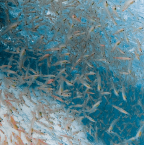 Flexible Fisheries Management