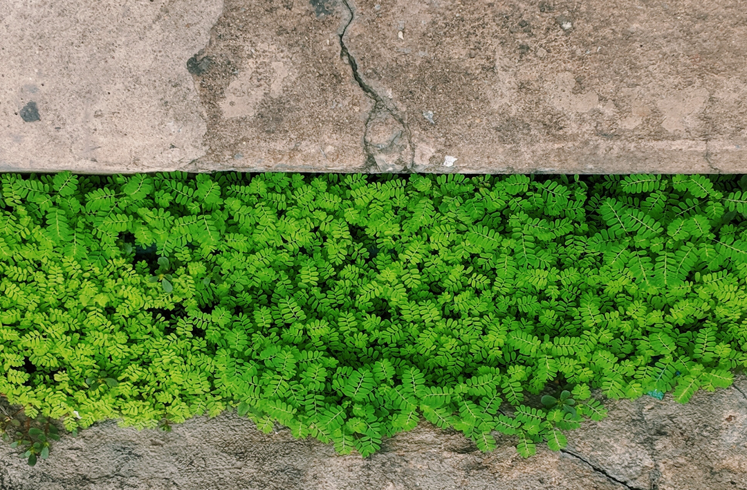 Chement - First Commercial Plant