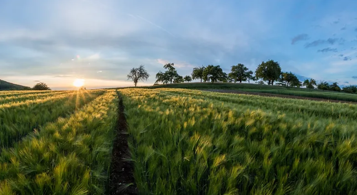 POWER-TO-AG (Agriculture)