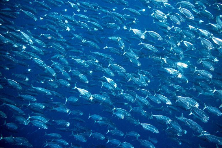 The Blue Economy