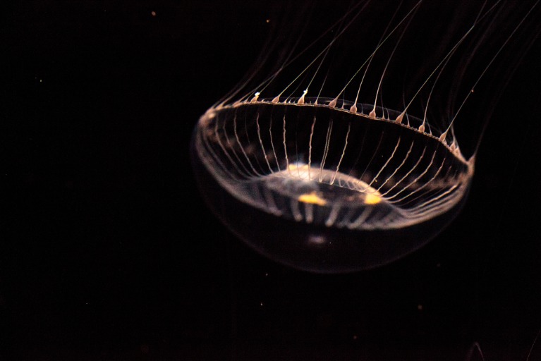 From Bioluminescent Jellyfish to the Next-Generation of LEDs