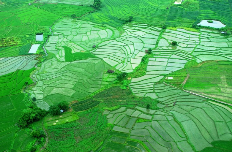 China's Green Leadership