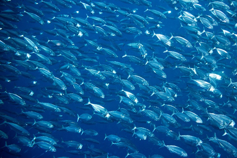 What's at Stake: Our Ocean