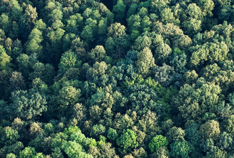 What's at Stake: Tropical Forests