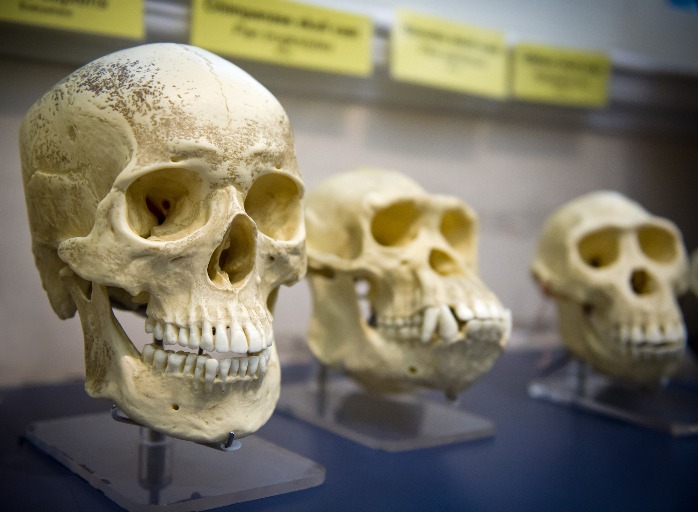 The Young Science of Ancient DNA