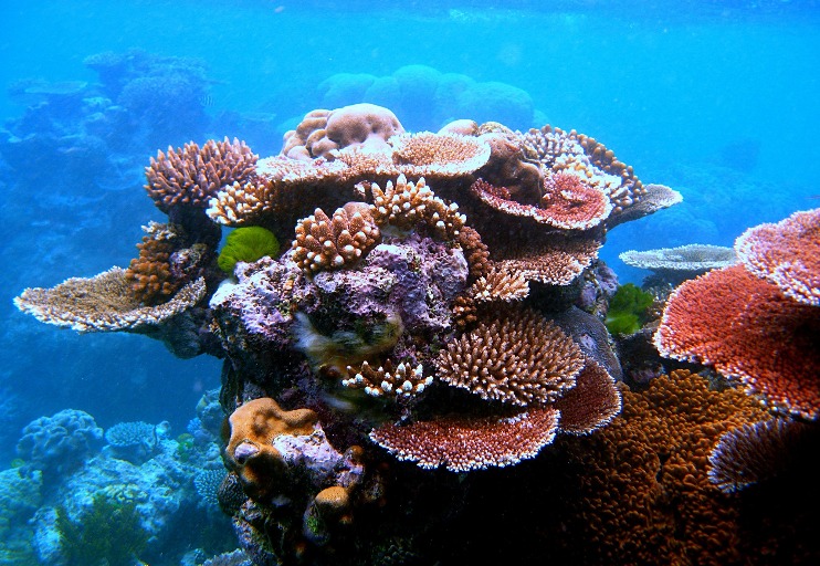 Hidden Worlds in our Oceans