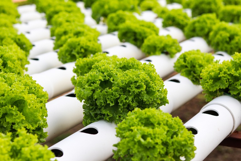 Feeding the Planet for the Future