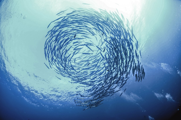 Setting the Stage for Ocean Action