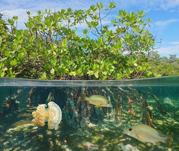 Strengthening Ocean and Community Resilience to Climate Change