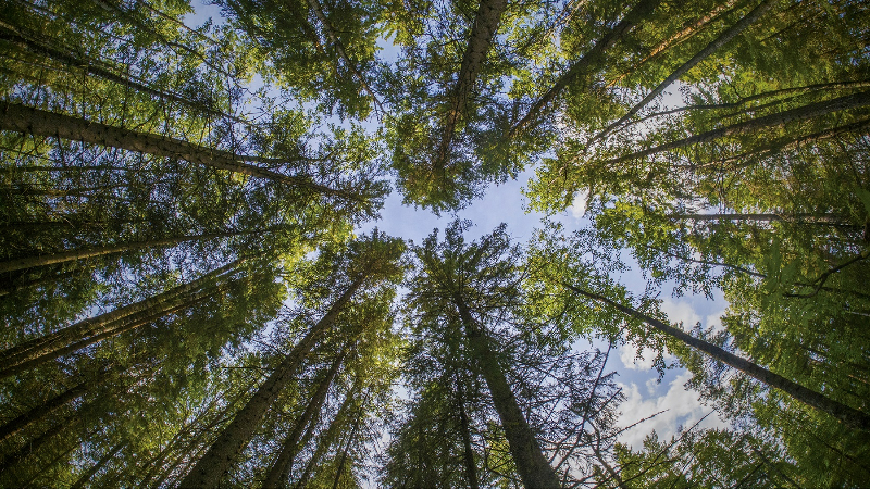 Bringing Nature into the Great Reset