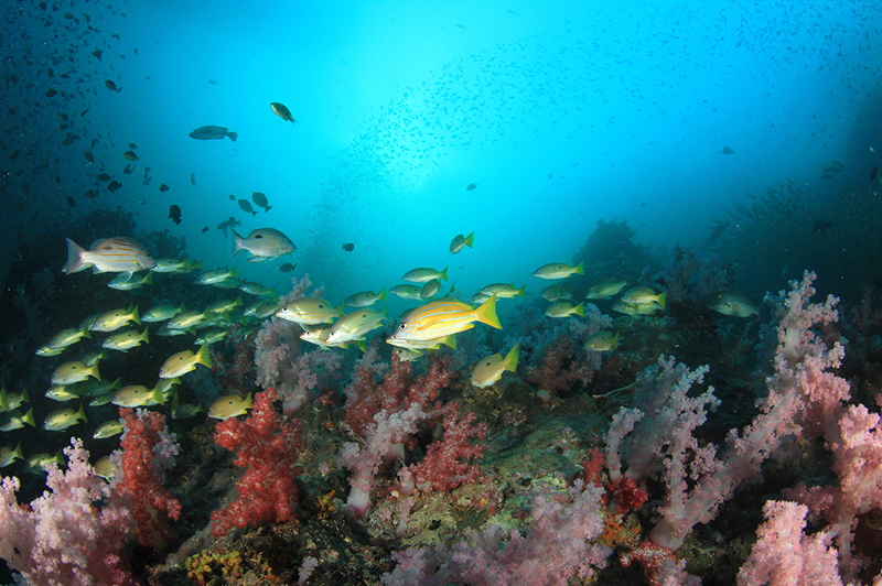 Building a Sustainable Ocean Recovery