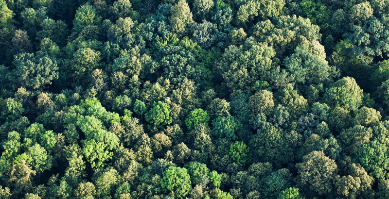 UpLink: Trillion Trees Challenge