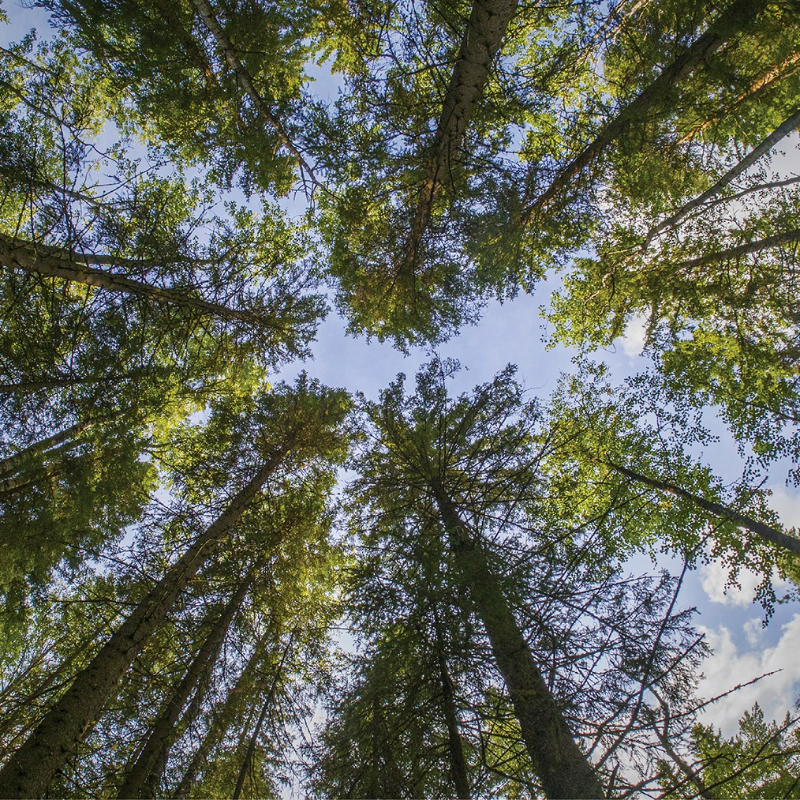 Impact of Wildfires in the United States on Reforestation Efforts