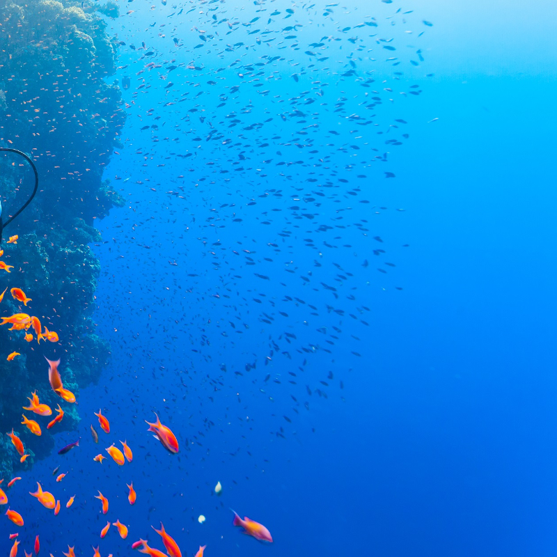 Innovating for a Sustainable Ocean: Technologies to Tackle Climate Change