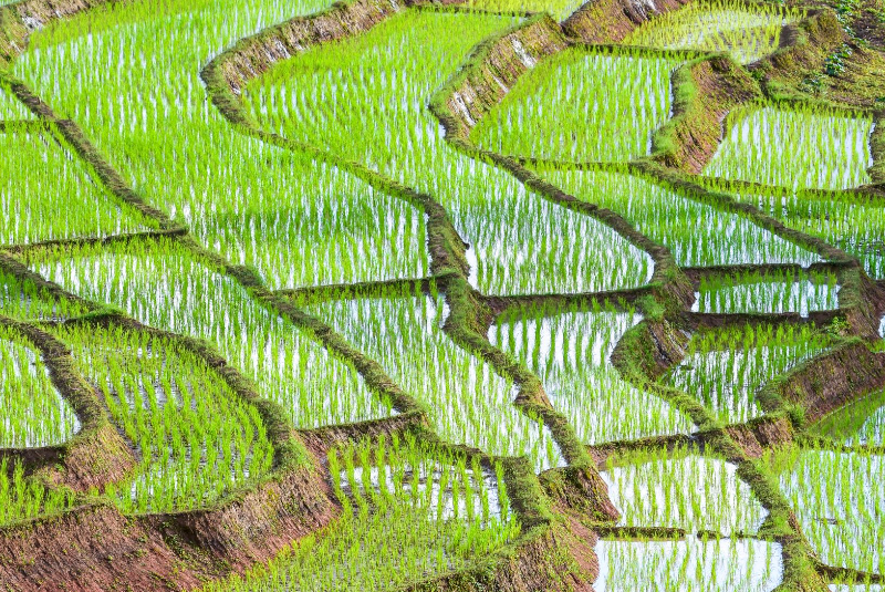 Transforming Food Systems and Land Use (Option 1)