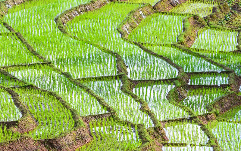 Transforming Food Systems and Land Use (Option 2)