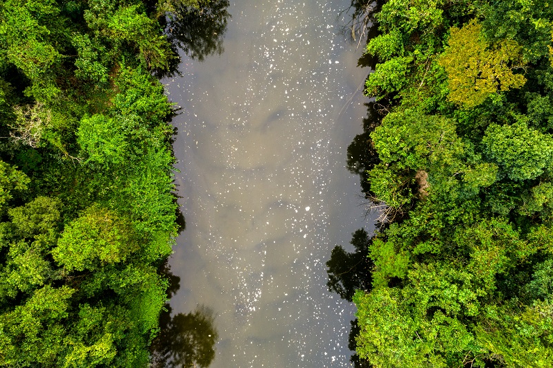 Financing the Amazon’s Transition to a Sustainable Bioeconomy