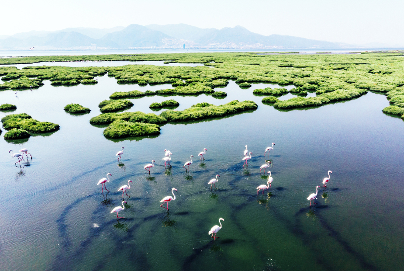 Building A Net-Zero, Nature-Positive Economy (Option 1)