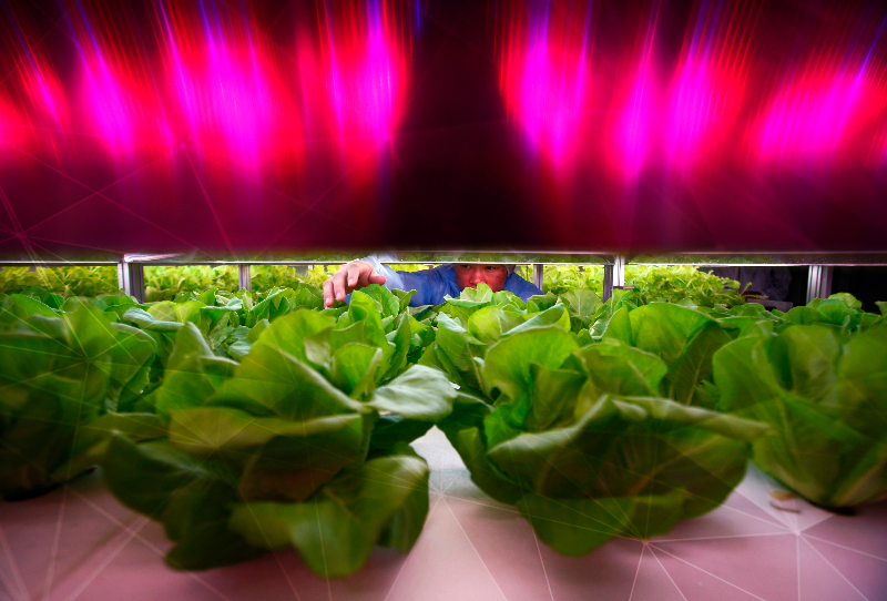 Unlocking Innovation to Transform Food Systems