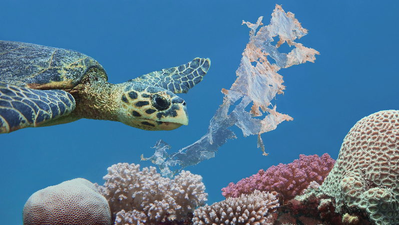 Shaping a New Ocean Economy (Option 1)