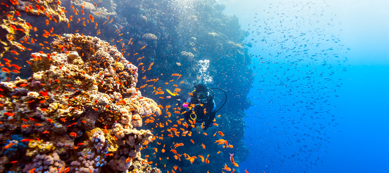 Ocean and Biodiversity in the Run-Up to COP15