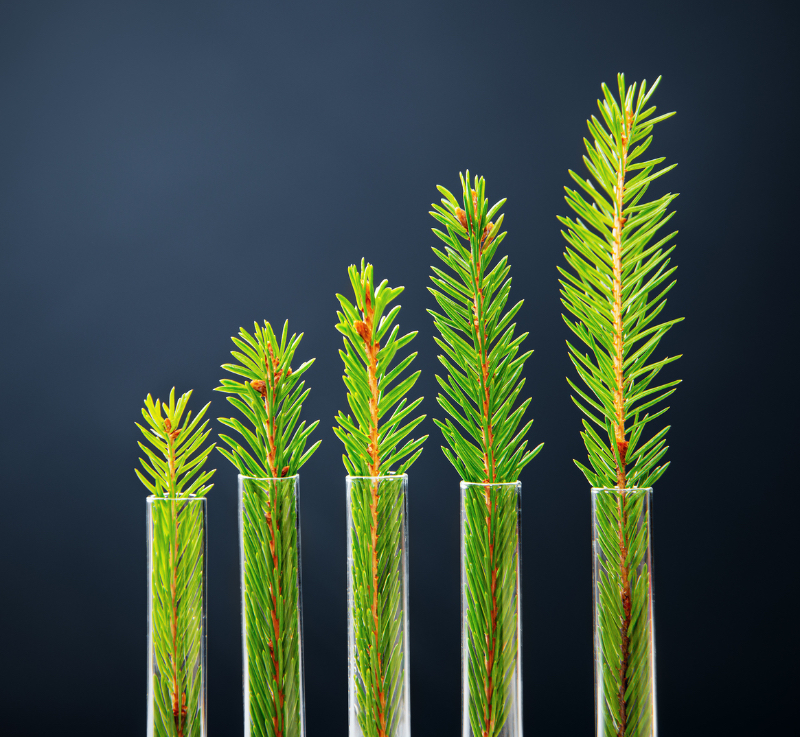 Financing Earth's Future Forests