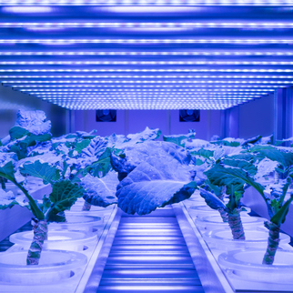 Food Systems: Data, Digital and Innovation Levers