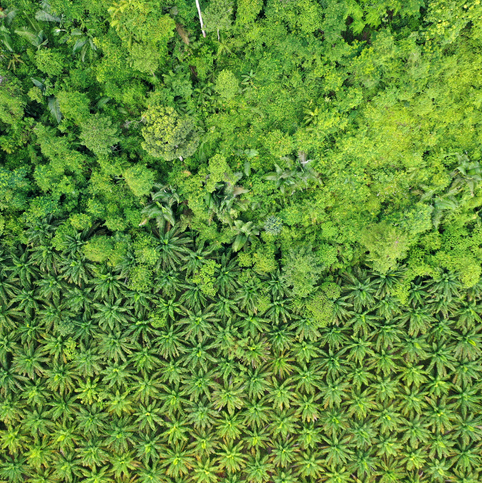 Nature-Positive Land Transitions