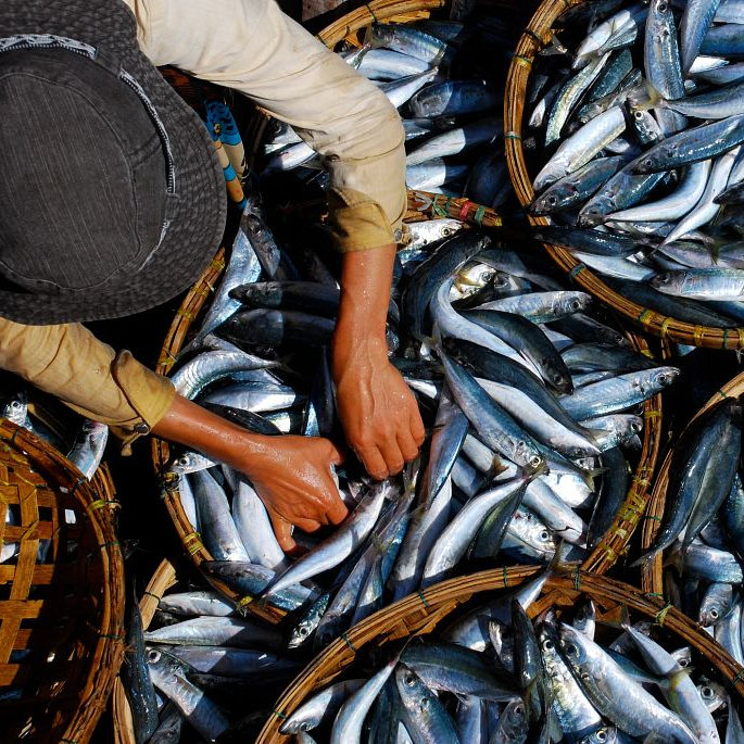 Who Are the Innovators Revolutionizing Aquatic Food?