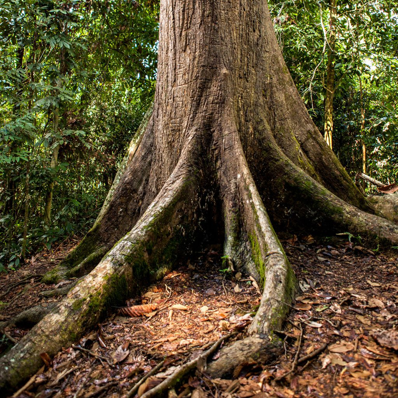 What Are the Big Ideas to Restore India’s Ecosystems?