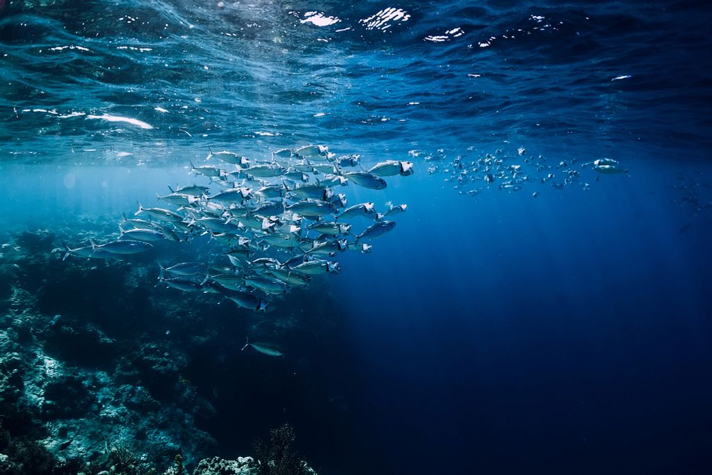 Live from the Deep Sea