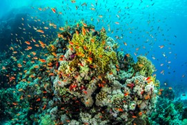 Open Forum: Sustaining Life on Earth