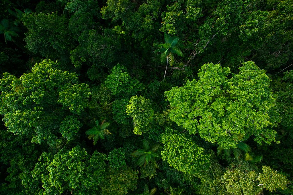 Business Action for Nature Positive: The Roles of Chief Financial and Chief Sustainability Officers