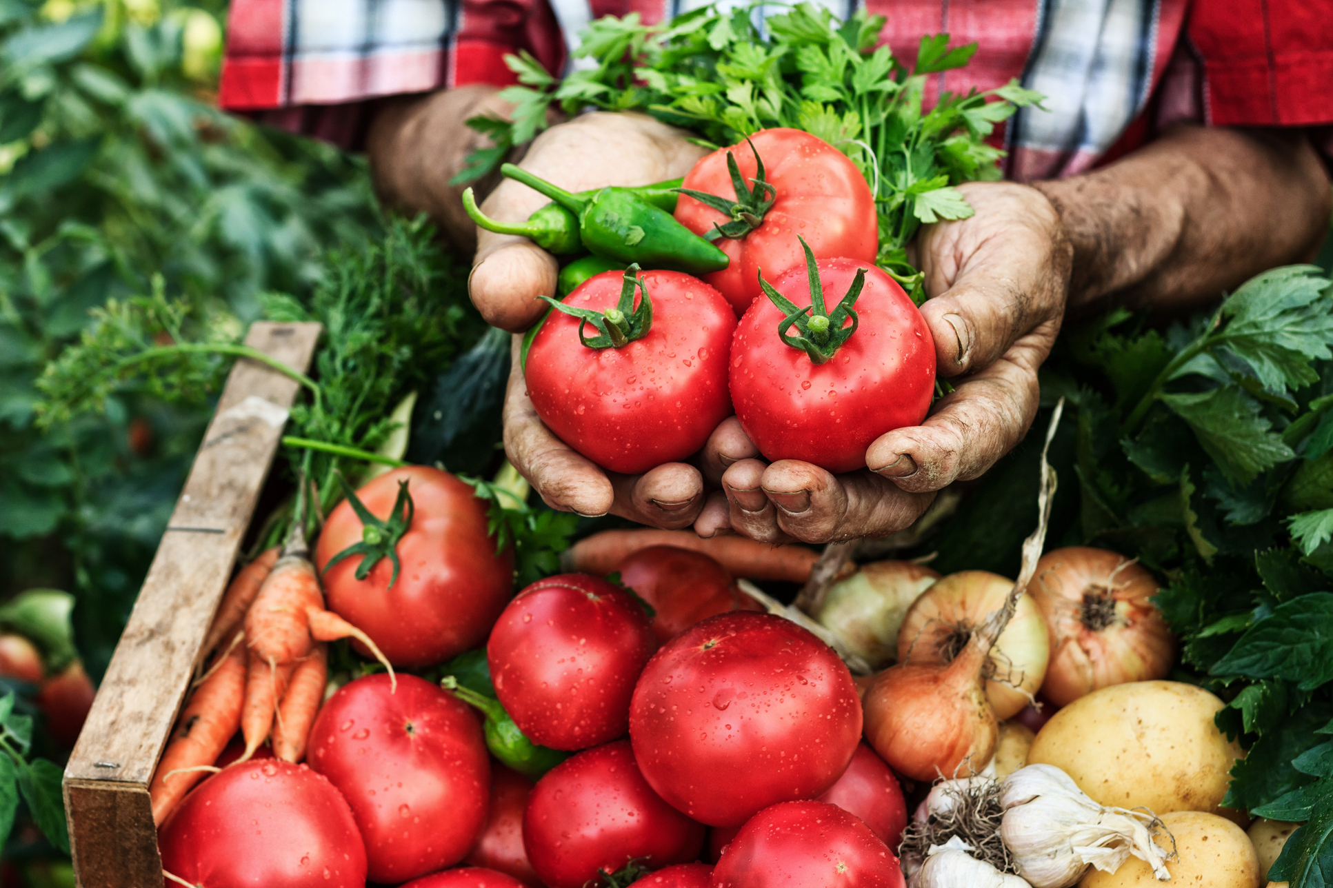 Changing Landscape of Food