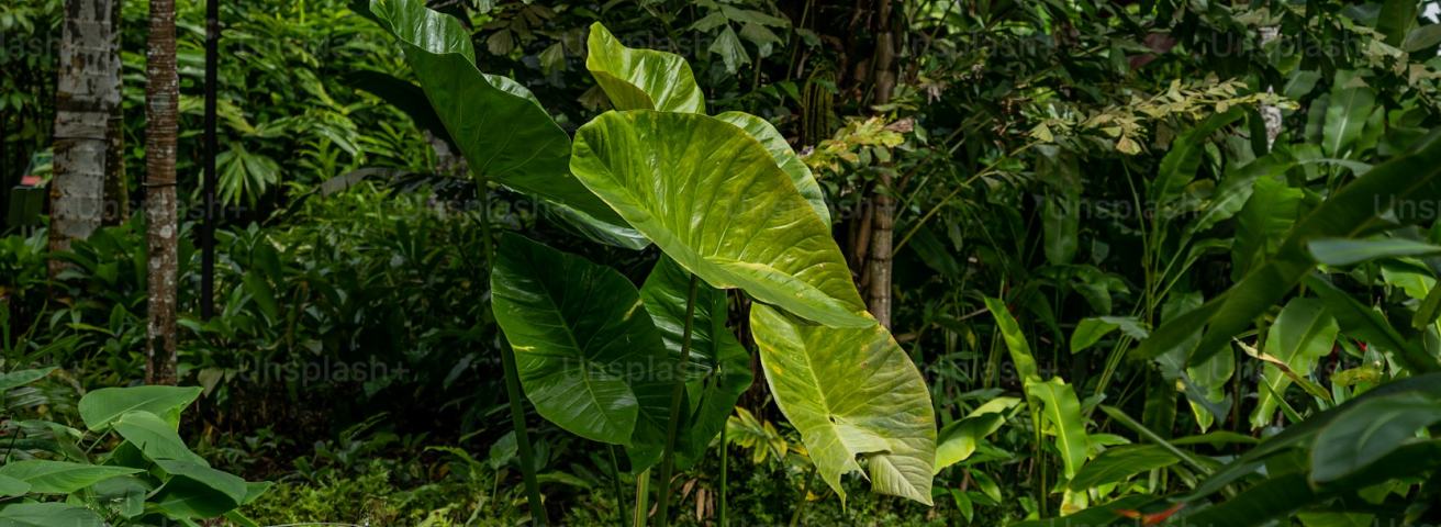 Defending Earth's Largest Lung