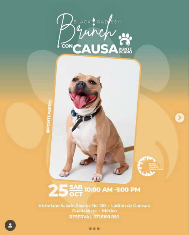 Brunch con Causa – Black Radissh x Ponte Perro