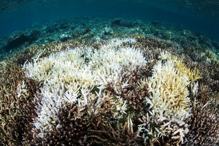 Stepping Up Climate Action